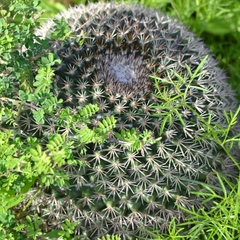 Mammillaria grusonii