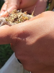 Tingidae