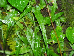 Asplenium rhizophyllum