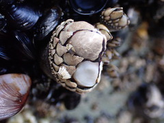 Pollicipes polymerus