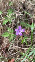 Geranium robertianum