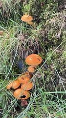 Suillus grevillei