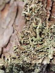 Cladonia