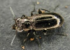 Notiophilus aestuans