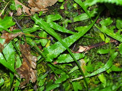 Asplenium rhizophyllum