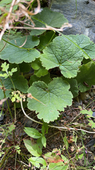 Tellima grandiflora
