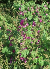 Malva sylvestris mauritiana