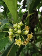 Cynanchum jaliscanum