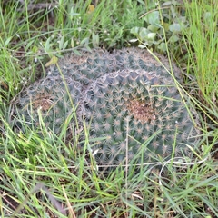 Mammillaria heyderi