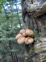 Pholiota squarrosoides