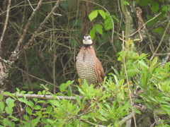 Colinus virginianus