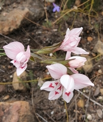 Gladiolus debilis