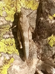 Oedipoda coerulea