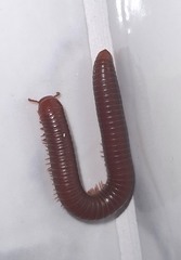 Trigoniulus corallinus