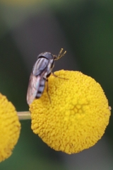 Stomorhina