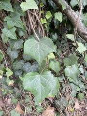 Hedera canariensis