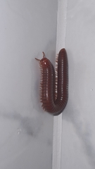 Trigoniulus corallinus