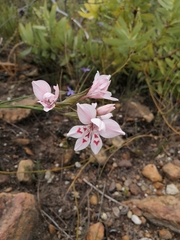 Gladiolus debilis