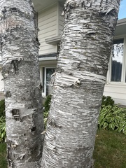 Betula
