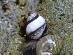 Littorininae