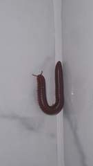 Trigoniulus corallinus