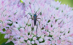 Toxorhynchites rutilus