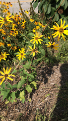 Helianthus angustifolius