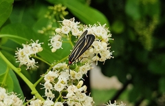 Ctenucha venosa