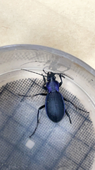 Carabus problematicus
