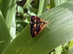 Pyrausta orphisalis