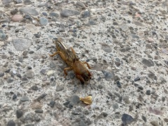 Gryllotalpa gryllotalpa