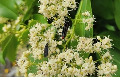 Ctenucha venosa