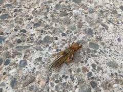 Gryllotalpa gryllotalpa