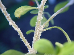 Podosphaera euphorbiae