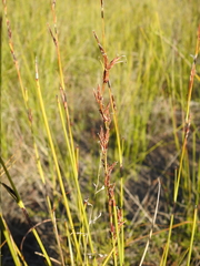Schoenus brevifolius