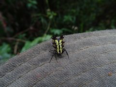 Micrathena decorata