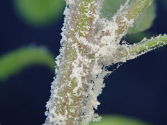 Podosphaera euphorbiae