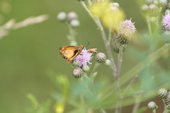 Chauliognathus marginatus