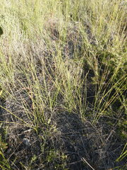 Schoenus brevifolius