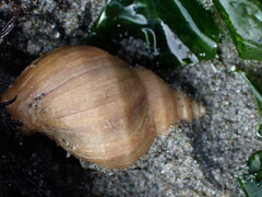 Nucella