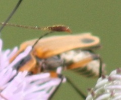 Chauliognathus marginatus