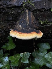 Fomitopsis mounceae