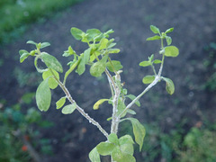 Podosphaera euphorbiae