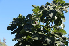 Ficus carica