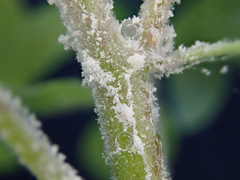 Podosphaera euphorbiae