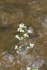 Thalictrum pubescens
