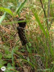 Xylophanes falco