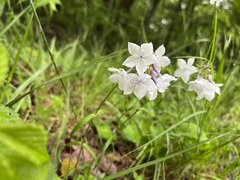 Phlox pilosa