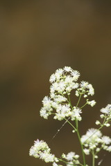 Thalictrum pubescens