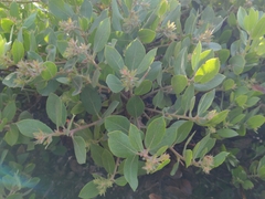 Arctostaphylos